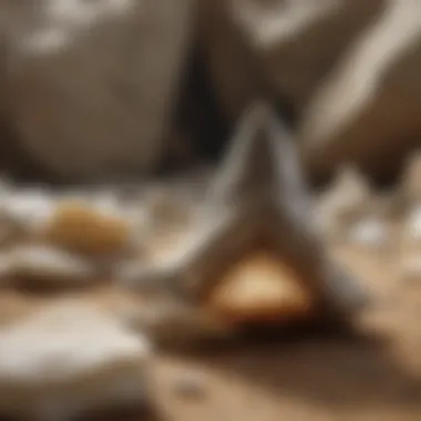 Verification of Authenticity Authenticity certificate for shark teeth