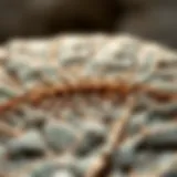 Asterophyllite fossil showcasing intricate leaf structures.