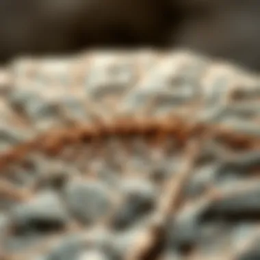 Asterophyllite fossil showcasing intricate leaf structures.