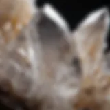 Close-up view of a quartz crystal cluster showcasing its natural facets