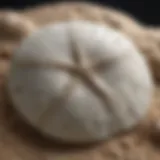 Detailed view of a sand dollar showcasing its unique structure