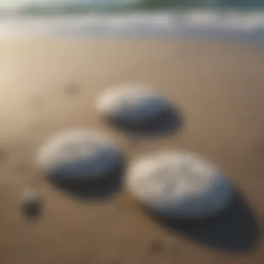 Sand dollars in their natural habitat on the ocean floor