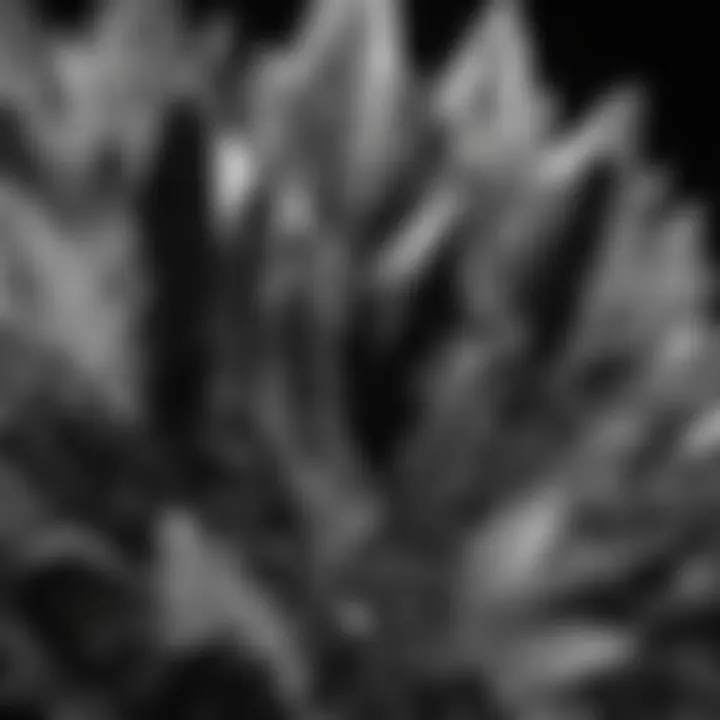 A stunning display of various black and white crystals arranged artistically