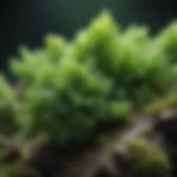 Close-up view of pyromorphite crystals showcasing their vibrant green hue