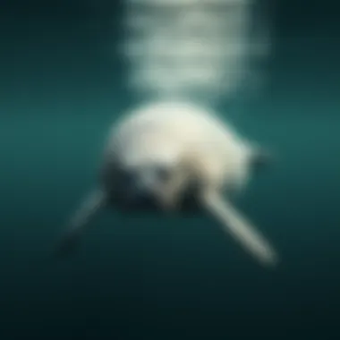 Manatee Gliding Through the Water Manatee swimming gracefully in calm waters