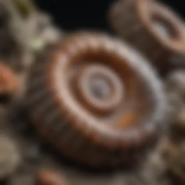 A close-up of ammonite fossils, highlighting their spiral shapes.