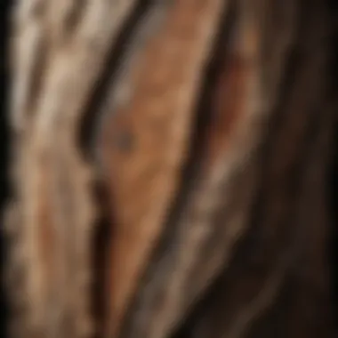 The Beauty of Fossilized Wood A stunning fossilized tree trunk showcasing intricate patterns.