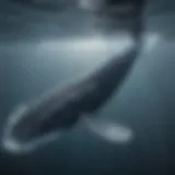 The magnificent blue whale swimming gracefully in the ocean