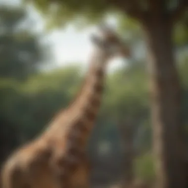 A towering giraffe reaching for leaves high in a tree