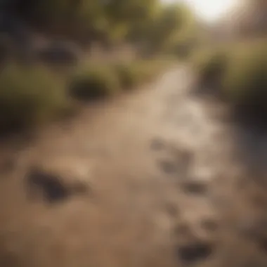 Natural Preserve: Walking in the Footsteps of Giants A scenic natural preserve featuring dinosaur tracks and signs of ancient life