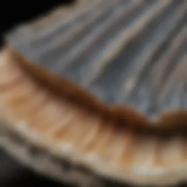 Close-up of a mammoth molar with natural textures