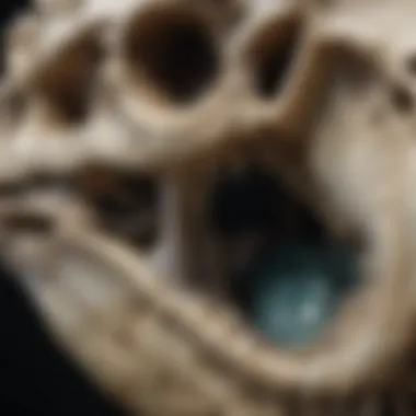 A close-up view of a mosasaur skull with unique features