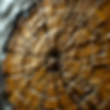 Close-up of a polished fossilized wood specimen revealing intricate details and patterns