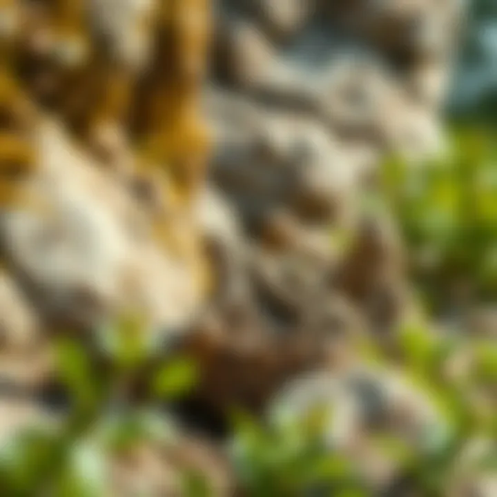 A geological site where fossilized wood is found, illustrating its natural habitat