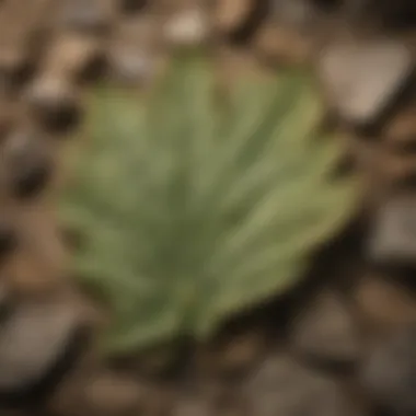 Fossilized Leaves from Eocene Flora Fossilized leaves revealing ancient plant life at Fossil Lake