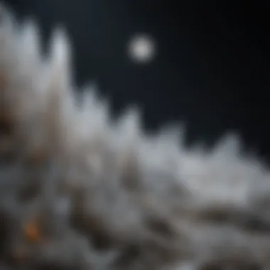 Luminescent Selenite Moons A stunning display of selenite moon crystals showcasing their luminescent qualities.