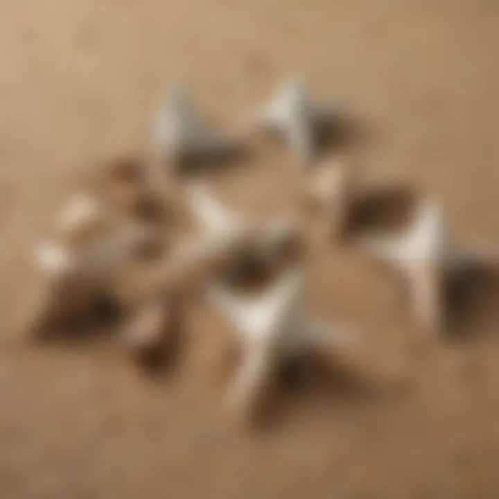 A variety of shark tooth sifters displayed on a sandy beach