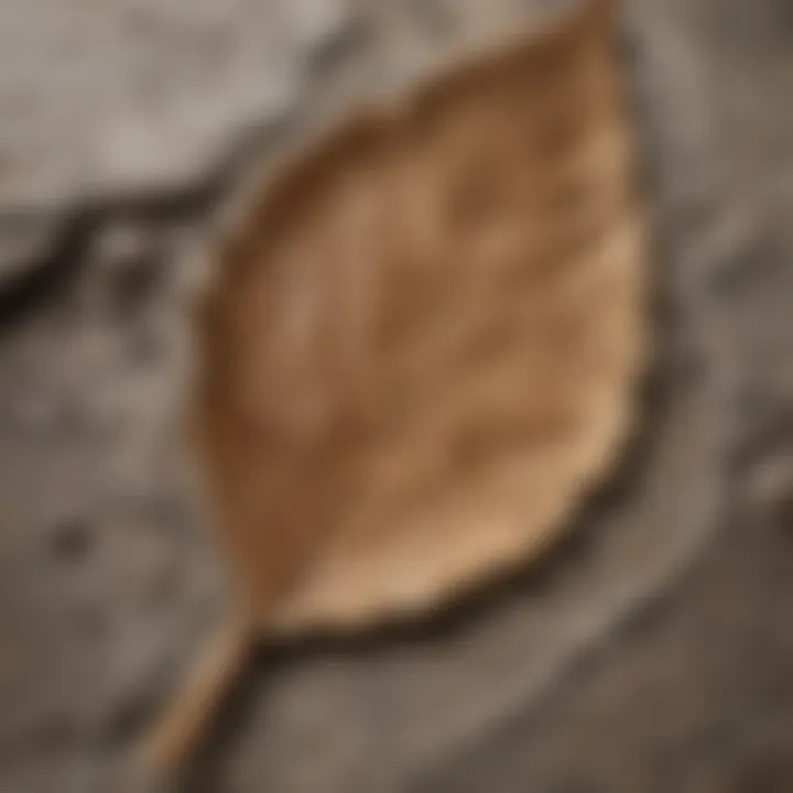 A close-up of a fossilized leaf revealing intricate details