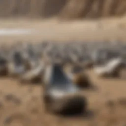A collection of megalodon teeth displayed on a sandy surface