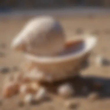 A beautifully displayed seashell scoop in a natural setting