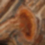 Close-up view of vibrant petrified wood showing intricate patterns