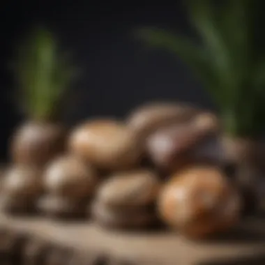 Artisanal display of petrified wood palm stones in an elegant arrangement