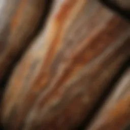 Close-up view of polished petrified wood palm stone showcasing intricate patterns