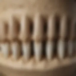 Close-up view of sand tiger shark teeth showcasing unique serrations