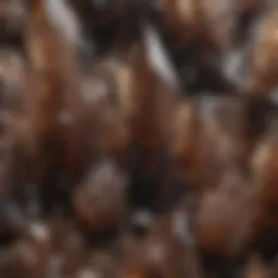 Close-up view of smoky quartz crystals showcasing their intricate formations