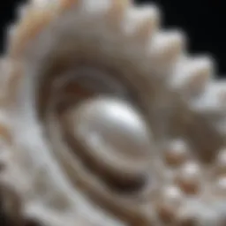 Natural pearl formation within an oyster shell.