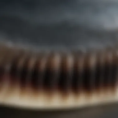 A close-up view of the serrated edge of a megalodon tooth